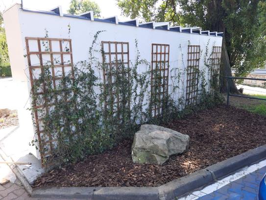 Obraz zawierający na wolnym powietrzu, roślina, ściana, drzewo
Opis wygenerowany automatycznie